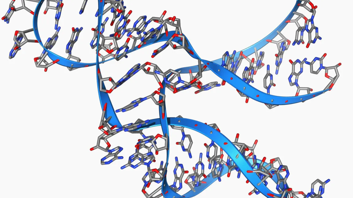 3D molecular model of a hammerhead ribozyme structure.