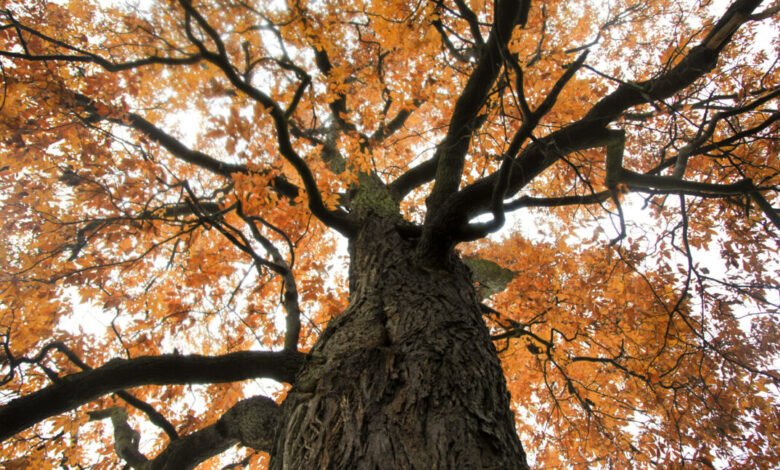 Looking up at a tall tree with orange leaves against a bright sky.