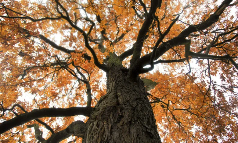 Looking up at a tall tree with orange leaves against a bright sky.