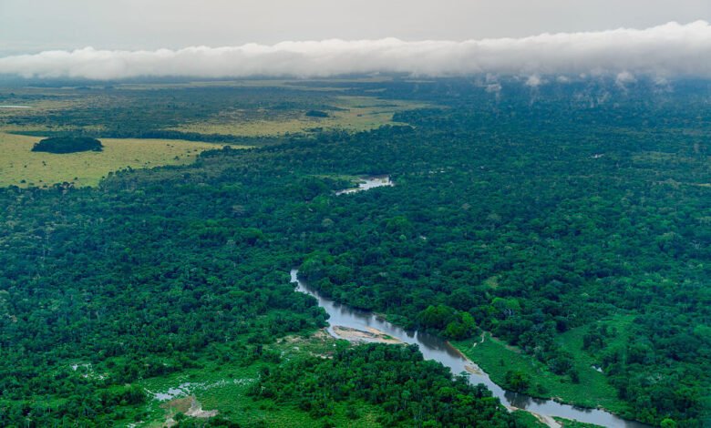 Aerial view of lush green rainforest with winding river under cloudy sky.