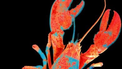 Abstract lobster art with red and blue dots on a black background.