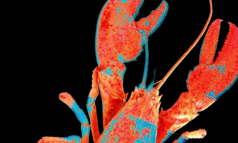 Abstract lobster art with red and blue dots on a black background.