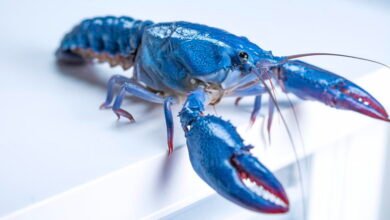 Close-up of a vibrant blue crayfish with red-tipped claws on a white surface.