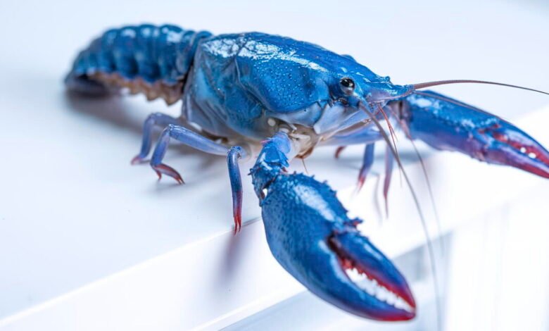 Close-up of a vibrant blue crayfish with red-tipped claws on a white surface.