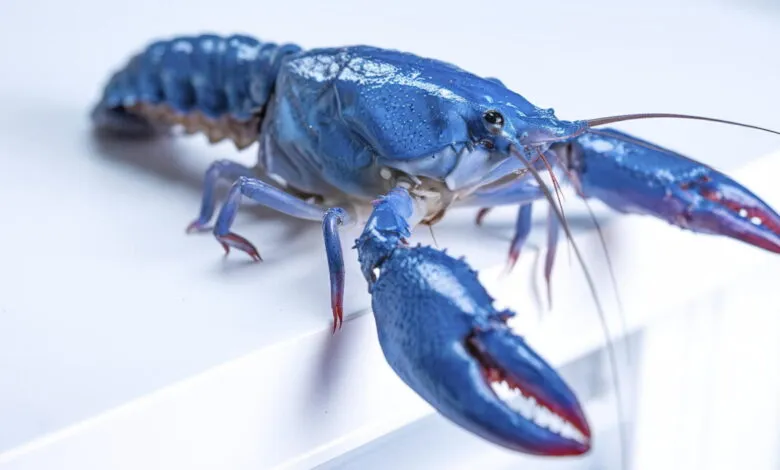 Close-up of a vibrant blue crayfish with red-tipped claws on a white surface.