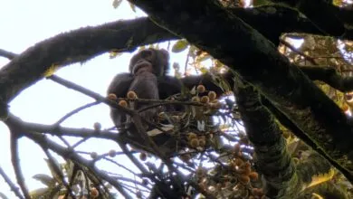 Chimpanzee rests in tree, surrounded by branches and fruit.