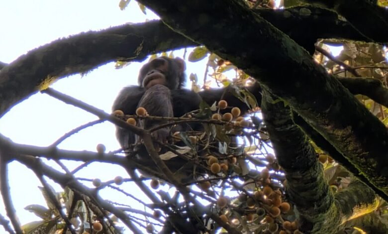 Chimpanzee rests in tree, surrounded by branches and fruit.