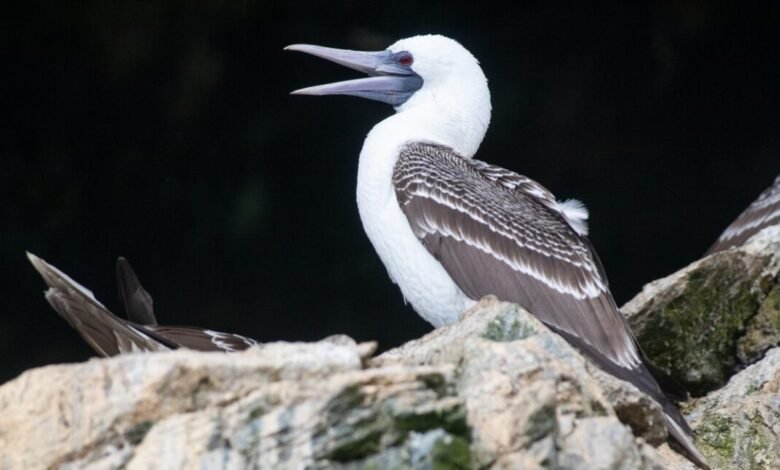 Nazca Booby bird with white head and brown wings perched on a rock.