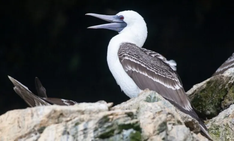 Nazca Booby bird with white head and brown wings perched on a rock.