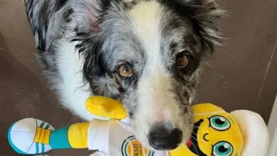 Border Collie dog holds yellow plush toy in its mouth, looking at the camera.