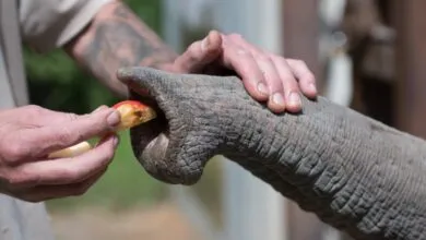 Elephant Whiskers Have Built-In Sensing Intelligence