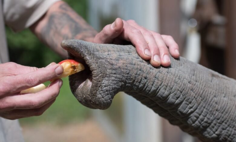 Close-up of a person feeding an elephant a piece of apple.