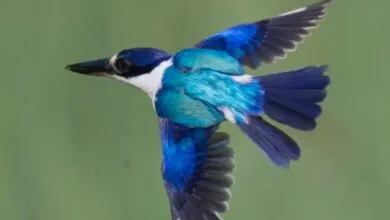 X-Rays Uncover Kingfisher Feather Secrets