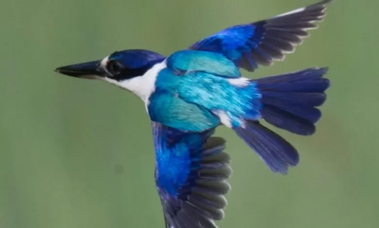 Vibrant kingfisher in flight, showcasing its blue and teal plumage against a green backdrop.