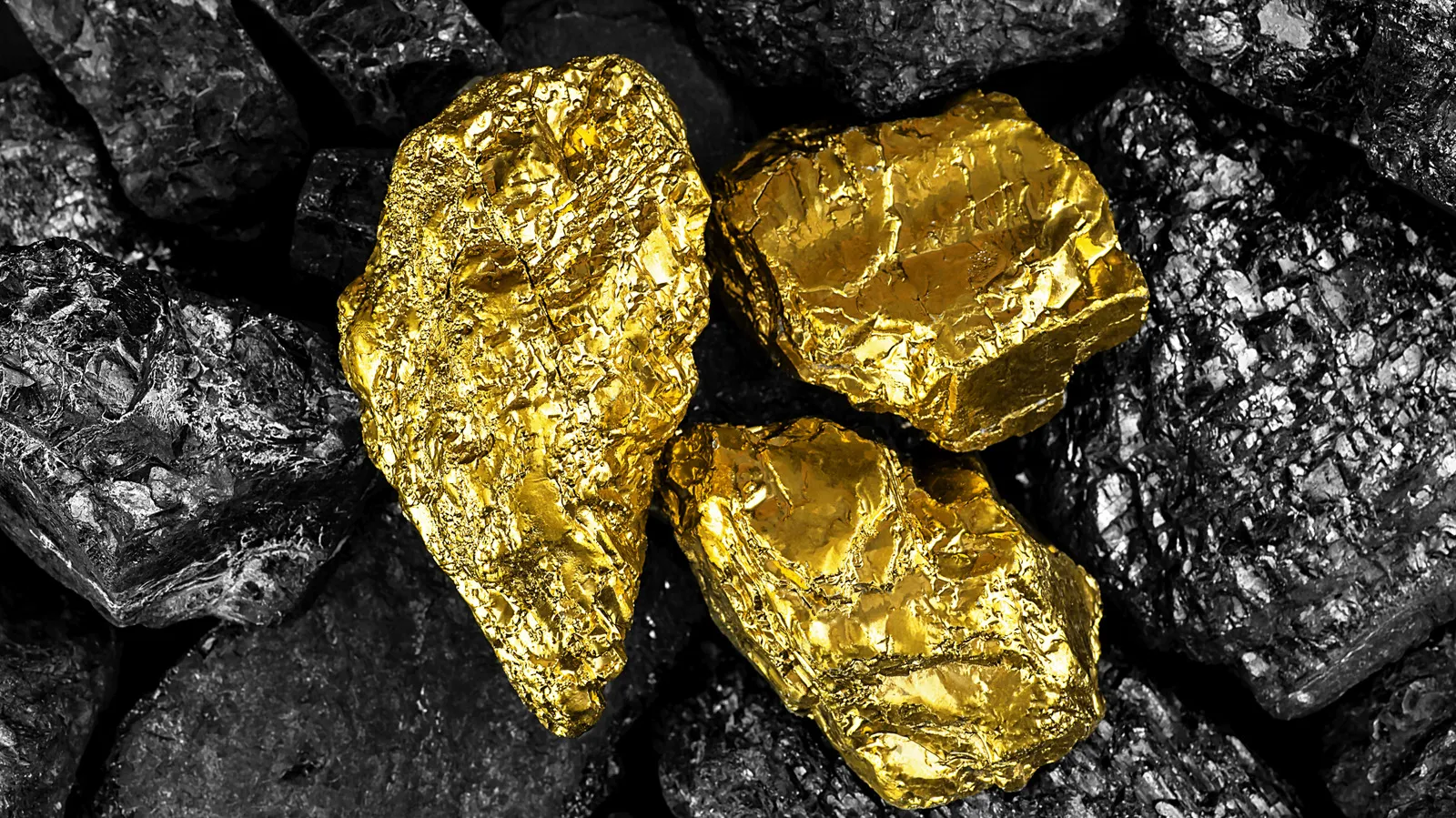 Three gold nuggets shine against a backdrop of dark coal.