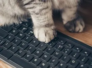 Gray tabby cat paws resting on a black computer keyboard, close-up view.