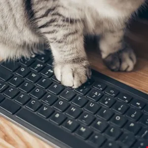 Gray tabby cat paws resting on a black computer keyboard, close-up view.