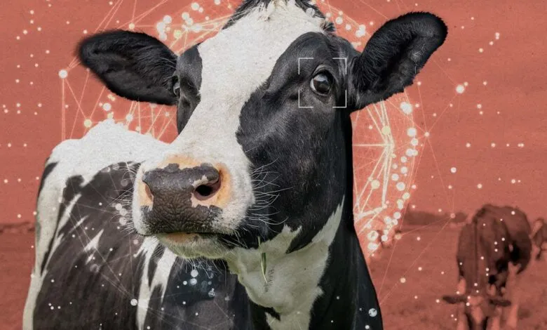 Close-up of a black and white cow with a digital eye scan overlay.