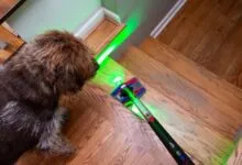 Brown dog watches a Dyson vacuum with green laser cleaning wood stairs.