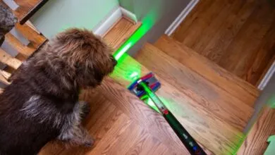 Brown dog watches a Dyson vacuum with green laser cleaning wood stairs.