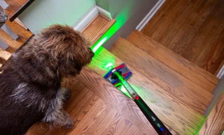 Brown dog watches a Dyson vacuum with green laser cleaning wood stairs.