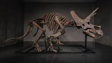 Triceratops skeleton on display, showcasing its bones and horns.