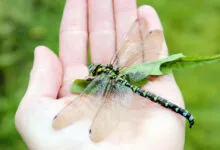 Green dragonfly with patterned wings rests on a person's open palm.