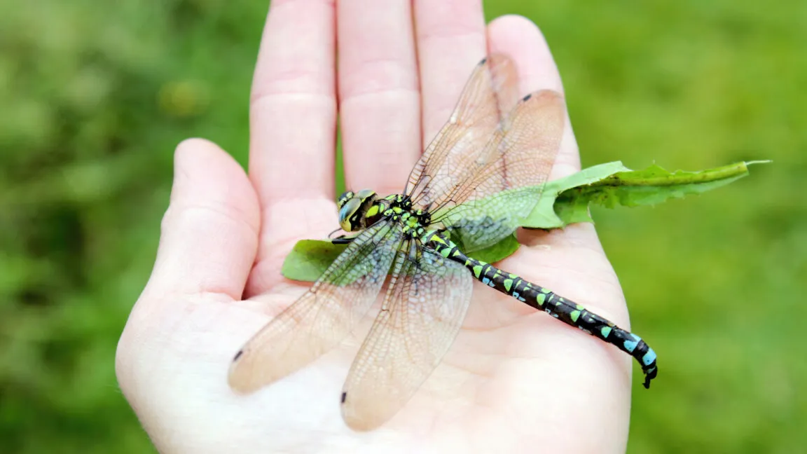 Green dragonfly with patterned wings rests on a person's open palm.