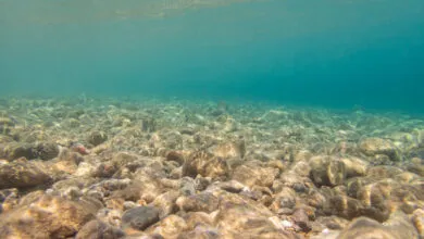 Underwater view of a rocky seabed with clear turquoise water above.