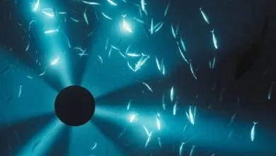 School of fish swims in blue water with light rays and dark circle.