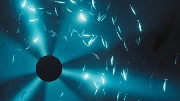 School of fish swims in blue water with light rays and dark circle.