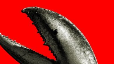 Close-up of a lobster claw against a vibrant red background.