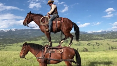 Cowboy stands on horse riding another horse in a field.