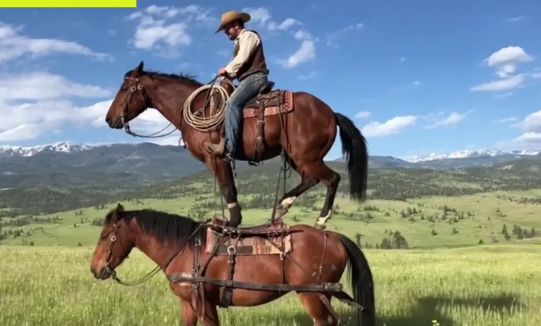 Cowboy stands on horse riding another horse in a field.
