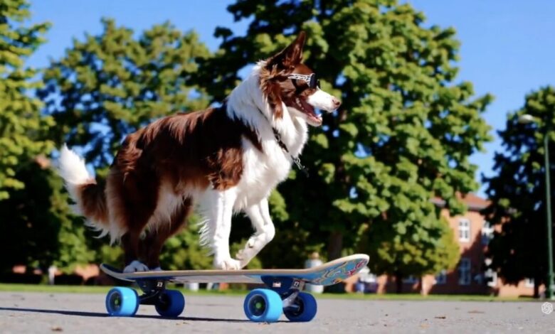 Brown and white dog wearing sunglasses rides a skateboard.