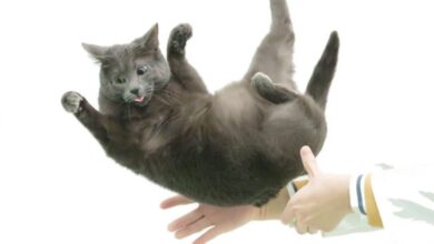 How Cats’ Flexible Spines Solve the Falling Cat Problem