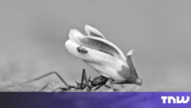 Kupando Secures €10M to Advance Immunity Drug to Clinical Trials