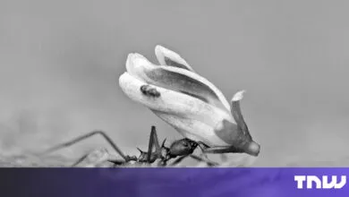 Black and white close-up of ant carrying a flower petal.