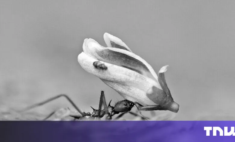 Black and white close-up of ant carrying a flower petal.