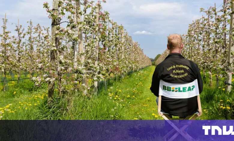 Person sits in orchard chair, back to camera, rows of blooming trees.