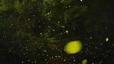 How Fireflies Synchronize Their Flashing Lights