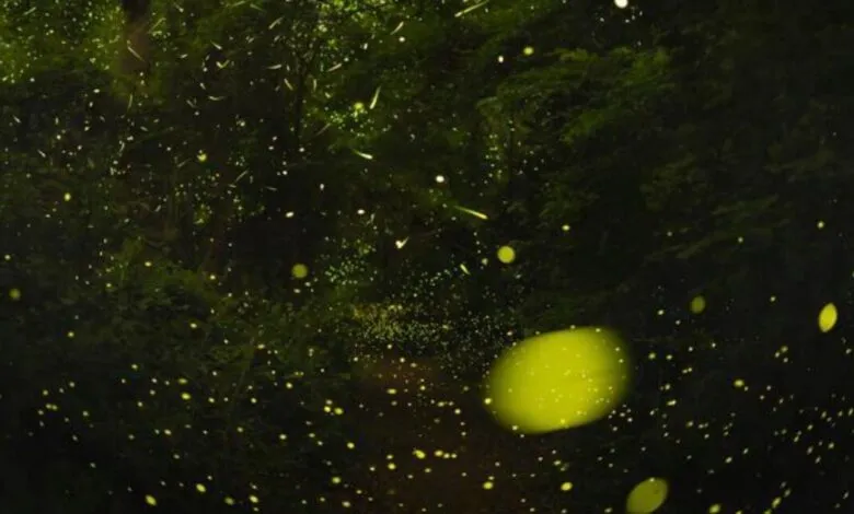 Numerous fireflies illuminate a dark forest with their bioluminescent glow.