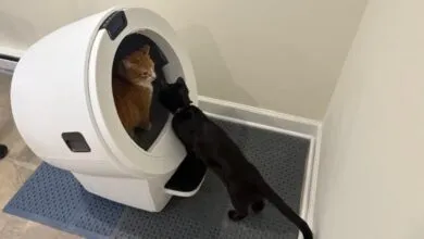 Whisker Litter-Robot 5 Pro Review: Is This $900 Smart Litter Box Worth It?