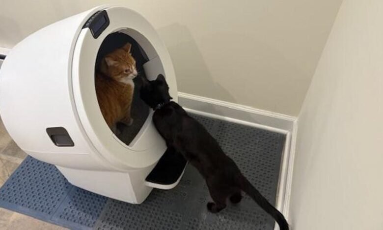 Orange cat inside a self-cleaning litter box, black cat investigating.