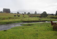 Pastoral scene with cows grazing, a stream, and a dog in the foreground.