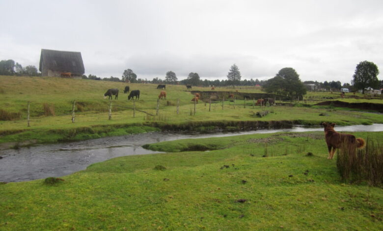 Pastoral scene with cows grazing, a stream, and a dog in the foreground.