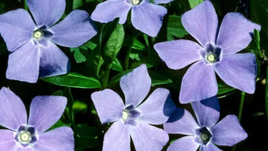Close-up of several light purple Bigleaf Periwinkle flowers with green leaves.