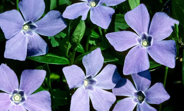 Close-up of several light purple Bigleaf Periwinkle flowers with green leaves.