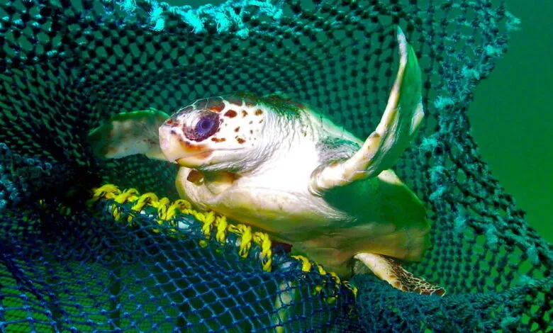 Sea turtle entangled in a discarded fishing net underwater.