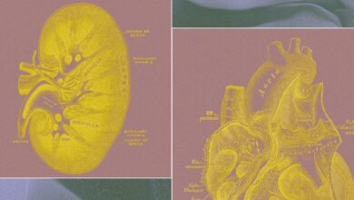 Diagrams of a kidney and heart with labels in gold on a purple background.